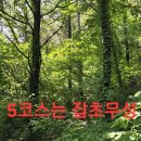하필?답사및 상황버섯 산행.45 (원본 약초 매니아 카페) 이미지