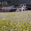 돌 다무락 네이버블로그