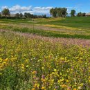 또복이네식당 | 베어크리크 포천 봄 - 경관이 푸르르 한국 Top10 명품 골프장 (가격표 포함)
