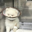 하인츠동물병원 이미지