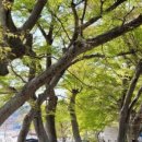 천하마을야영장 이미지