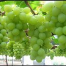 청포도 이미지