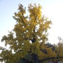 임고서원의 은행나무 이미지