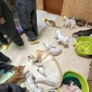 [봉사 일기] 오히려 힐링하고 온 대구 유기견 유기묘 보호소 앵두네 쉼터 봉사 후기