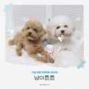 금나래동물병원 | 강아지 고양이 유산균 냥이튼튼 | 구강 건강 개선 후기