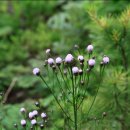 정발산공원 이미지