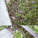 박물관공원(부평역사박물관 옆) 이미지