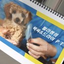 봄 펫살롱 | 용인 랄라펫살롱 목욕드라이 수강후기|드라이클래스|개인수강|애견미용|포메|커트수업|미용권태기|