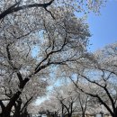 흥무로 벚꽃길, 경주 대릉원, 대릉원 돌담길, 보문정, 황룡원, 월정교 | 4월 첫째 주 방문 솔직 후기