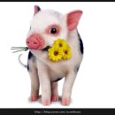복돼지 네이버블로그