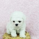 도그블랑 이미지