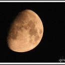 계수나무토끼한마리 이미지