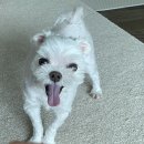 웃게해줄개 이미지