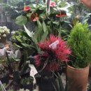 천우화원 이미지