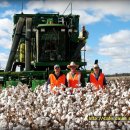 목화농장 이미지