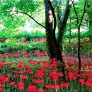 초록마을 선운점 | 9월 추천여행지 단풍구경 불교사찰 선운사 고창