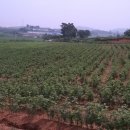 블랙커런트재배 200일간의기록 이미지