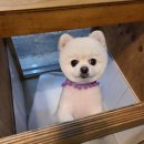 개멋지개 이미지