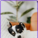 첨단우리동물병원 이미지