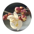 죽장면 무학사 극락전 앞 | 범우회 회원 봄나들이 – 포항시 죽장면 현내마을 · 두마마을 가다