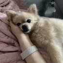 경식목장 | 멋진 도마도가 될래요