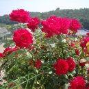 보체초등학교 이미지