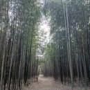 (유)구룡 | 익산 구룡마을 대나무숲