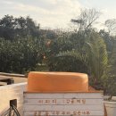 보람농장 | 제주한달살이 감귤따기 체험 후기 l 아이랑 가기 좋은 자파리 감귤농장