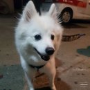 세븐일레븐안산고잔센터점 | [블챌][주간일기]9월 첫째주 - 멍뭉이의 피부병/추석/나이키신발 크림에 팔기/늦은 공부