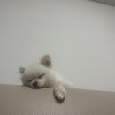 벌크커피 보성점 이미지