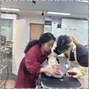 경주고양이미용학원 경주 애견미용의 새 지평, 신해인펫아카데미 후기