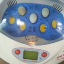 대한메추리 | 미니 메추리를 아시나요?