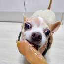 복실방앗간 | 울애기 순삭하는 마켓컬리 노견간식 반건조 닭안심져키 70g