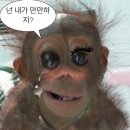 낄낄고양이 | 외모승인제 파티 설레임파티 내돈내산 후기(2번의 공개처형 당한 날)