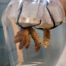 코통령 | 코통령 랜덤박스 이벤트 후기!