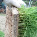 바우찹쌀농장 이미지