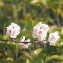 김해고등학교 이미지