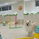 털로덮인친구들(키녹점) 이미지