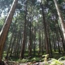 편백자연휴양림 이미지