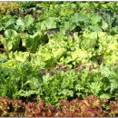 성한농장 이미지