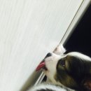 오늘의 강아지 이미지