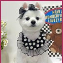 멋내는 애견 이미지