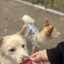 상상도그 | 양산애견유치원 소수정예로 세심하게 관리받는 디엠 다우리 도그 센터 다녀온 후기