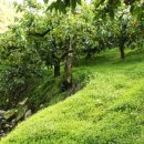 단감농장 이미지