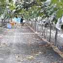 항사농장 이미지