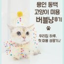 버블냥 | 🐾 우리집 고양이 하루, 동백 고양이 전용 미용실 버블냥 후기