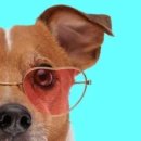 와우애견 이미지