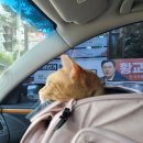 24시하나린동물의료센터 이미지