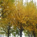 (안산) 가을 소풍 다녀왔습니다. ＜아산 은행나무길 - 엽돈재＞ 이미지