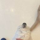 카페쿠치 네이버블로그